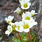 Saxifraga cespitosa flower picture by Gimenez Herve (cc-by-sa)