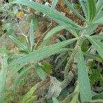 Echium virescens leaf picture by bas yves (cc-by-sa)