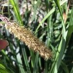 Carex acutiformis fruit picture by andora andora (cc-by-sa)