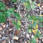 Lonicera periclymenum habit picture by le laborieux (cc-by-sa)