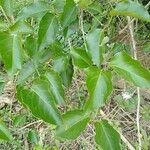 Jasminum malabaricum leaf picture by Vikram Kumar (cc-by-sa)