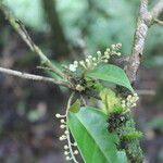 Croton schiedeanus flower picture by Nelson Zamora Villalobos (cc-by-nc)