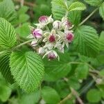 Rubus niveus flower picture by Leandro da silva pereira (cc-by-sa)