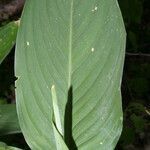 Maranta arundinacea leaf picture by Nelson Zamora Villalobos (cc-by-nc)