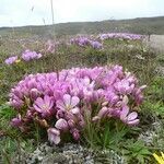 Gentianella cerastioides flower picture by Fabien Anthelme (cc-by-sa)