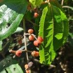 Miconia hyemalis fruit picture by Leandro da silva pereira (cc-by-sa)