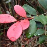 Eugenia brongniartiana leaf picture by Richard Chesher (cc-by-sa)