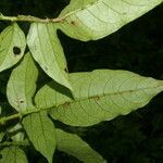 Solanum wendlandii leaf picture by Nelson Zamora Villalobos (cc-by-nc)