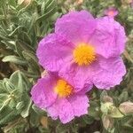 Cistus albidus flower picture by Laurent Lacombe (cc-by-sa)