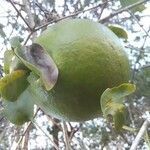 Strychnos spinosa fruit picture by cinturao Dr Candido (cc-by-sa)