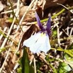 Lobelia nana flower picture by Trap Hers (cc-by-sa)