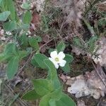 Arenaria montana habit picture by Thierry LARTIGAU (cc-by-sa)