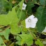 Ipomoea lacunosa flower picture by bf b (cc-by-sa)