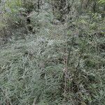 Rhipidocladum racemiflorum habit picture by Nelson Zamora Villalobos (cc-by-nc)