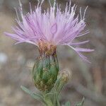 Cheirolophus intybaceus flower picture by Sylvain Piry (cc-by-sa)