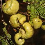 Libidibia coriaria fruit picture by Nelson Zamora Villalobos (cc-by-nc)