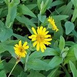 Arnica mollis flower picture by Veronique Boulanger (cc-by-sa)