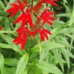 Lobelia cardinalis flower picture by Cyril Peretti (cc-by-sa)