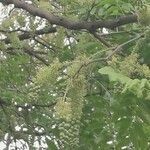 Gleditsia sinensis flower picture by Dieter Albrecht (cc-by-sa)