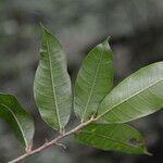 Naucleopsis capirensis leaf picture by Nelson Zamora Villalobos (cc-by-nc)