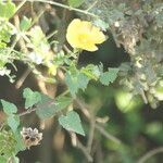 Abutilon sonneratianum habit picture by Maarten Vanhove (cc-by-sa)