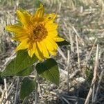 Helianthus annuus flower picture by Phil Taylor (cc-by-sa)