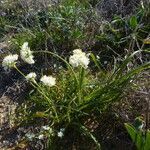 Allium subvillosum habit picture by claire Felloni (cc-by-sa)