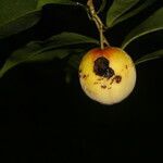 Laetia thamnia fruit picture by Nelson Zamora Villalobos (cc-by-nc)