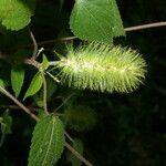 Acalypha arvensis fruit picture by Nelson Zamora Villalobos (cc-by-nc)