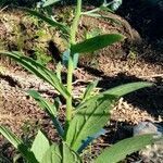 Cynoglossum amabile habit picture by Trap Hers (cc-by-sa)