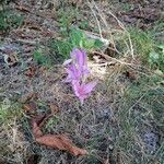 Colchicum autumnale flower picture by miriam turatto (cc-by-sa)