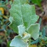 Atriplex laciniata leaf picture by Pierre LEON (cc-by-sa)