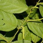 Acalypha diversifolia leaf picture by Nelson Zamora Villalobos (cc-by-nc)