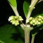 Besleria flavovirens fruit picture by Nelson Zamora Villalobos (cc-by-nc)