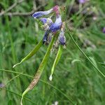 Lathyrus filiformis fruit picture by claire Felloni (cc-by-sa)