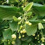 Tilia platyphyllos flower picture by babca (cc-by-sa)