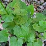 Doronicum columnae leaf picture by Franco Colnago (cc-by-sa)