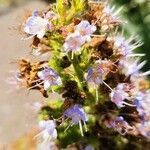 Echium strictum flower picture by Beat Beat Huerst (cc-by-sa)