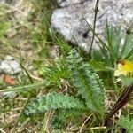 Pedicularis oederi leaf picture by Krampl Tomáš (cc-by-sa)