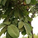 Sterculia tragacantha leaf picture by Gnagbo Anthelme (cc-by-sa)