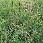 Sorghum purpureosericeum habit picture by susan brown (cc-by-sa)