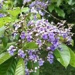 Vitex cooperi flower picture by SINAC Pérez Greivin (cc-by-sa)