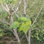 Acer campestre flower picture by Guy (cc-by-sa)