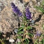 Veronica spicata habit picture by Martine CHOCHOI (cc-by-sa)