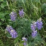 Lupinus albifrons flower picture by emilymarie1015 (cc-by-sa)