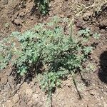 Cleome gynandra habit picture by susan brown (cc-by-sa)