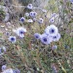 Globularia alypum flower picture by Bernard Franchaise (cc-by-sa)