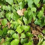 Hedera algeriensis leaf picture by Ammar Foufou (cc-by-sa)