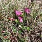 Pedicularis elegans habit picture by Emanuele Santarelli (cc-by-sa)