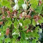 Begonia hirtella leaf picture by Frederick Henderson (cc-by-sa)